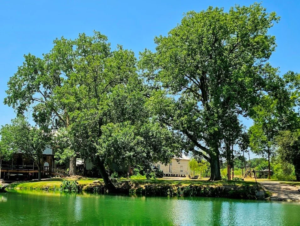 The Bois d'Arc Tree — Beautiful Hays County